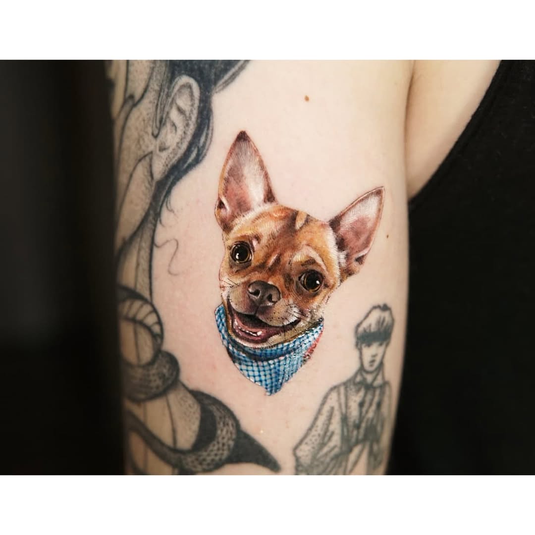 반려동물, 고양이