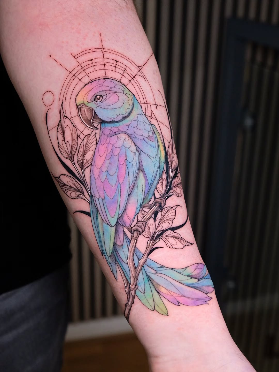 Animal, 앵무새, 공작, Nature