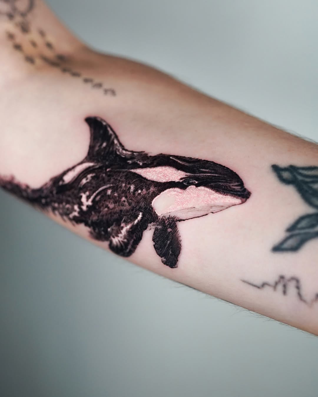Tiger, 중국 호랑이