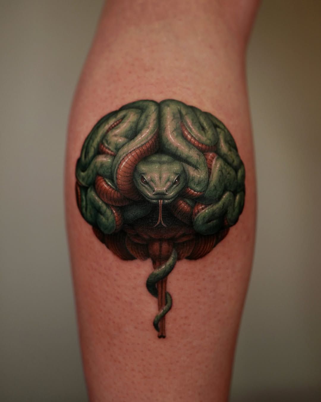 Snake, Animal