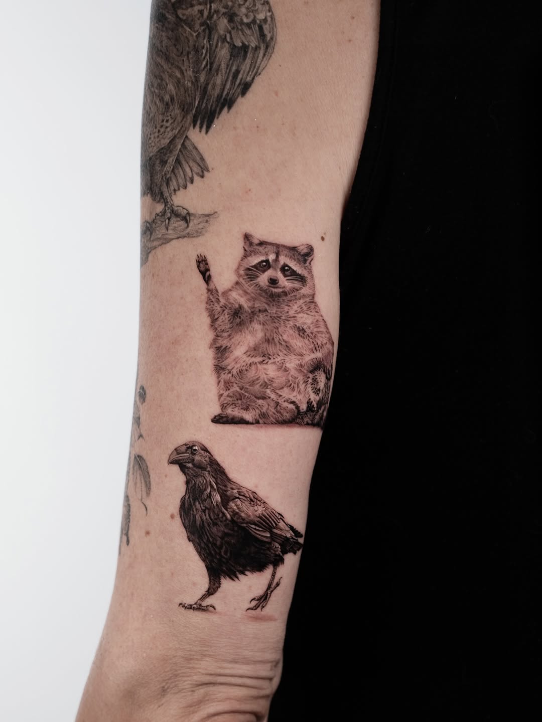 Animal, 너구리