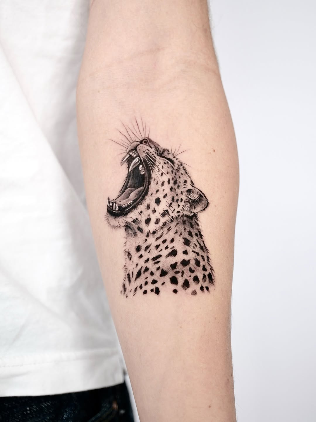 Animal, 표범, 재규어, 치타