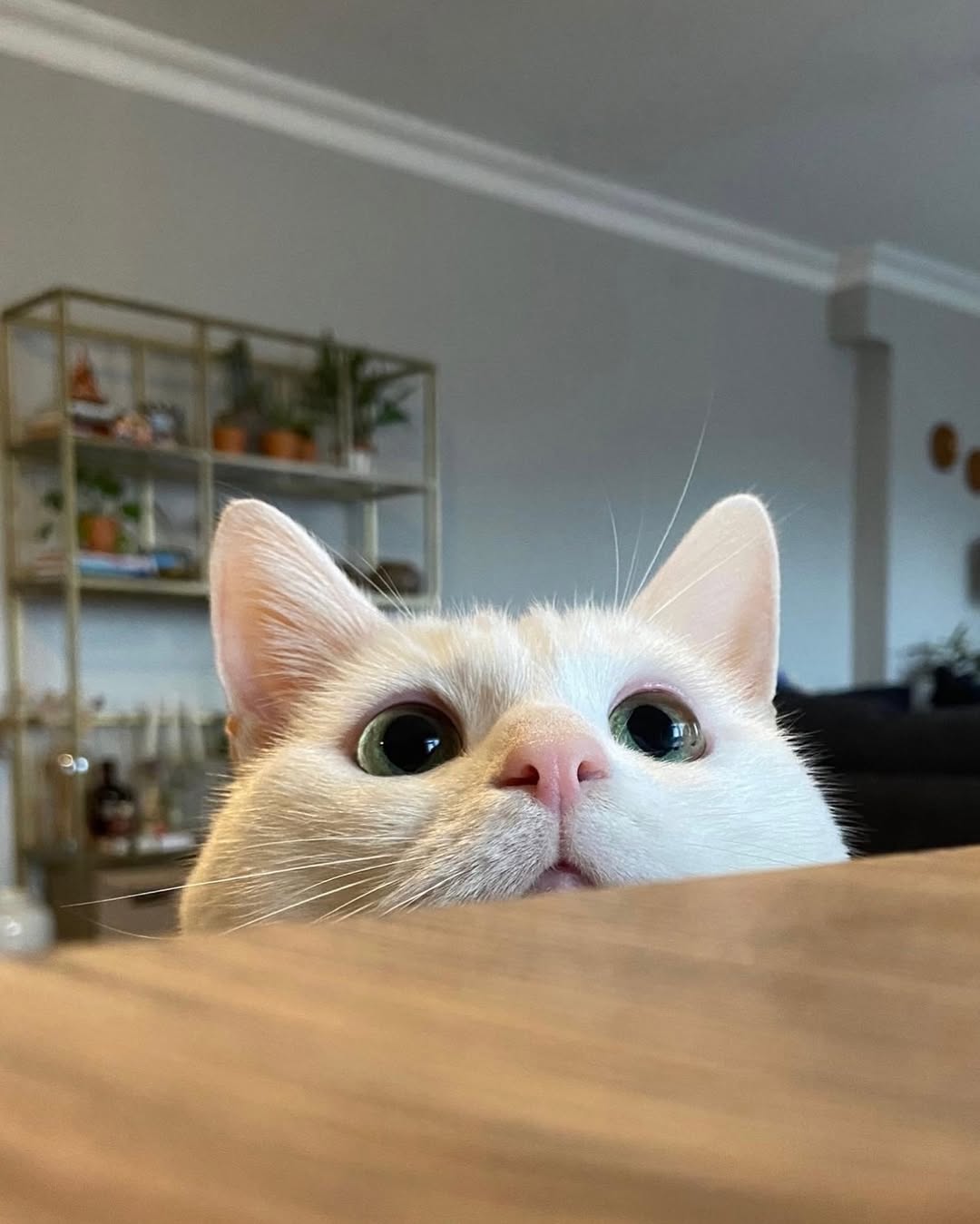 고양이, 반려동물