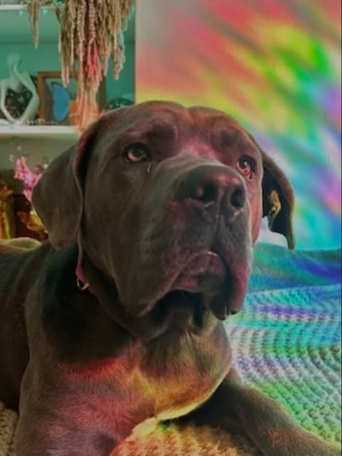 lewis.tattoo