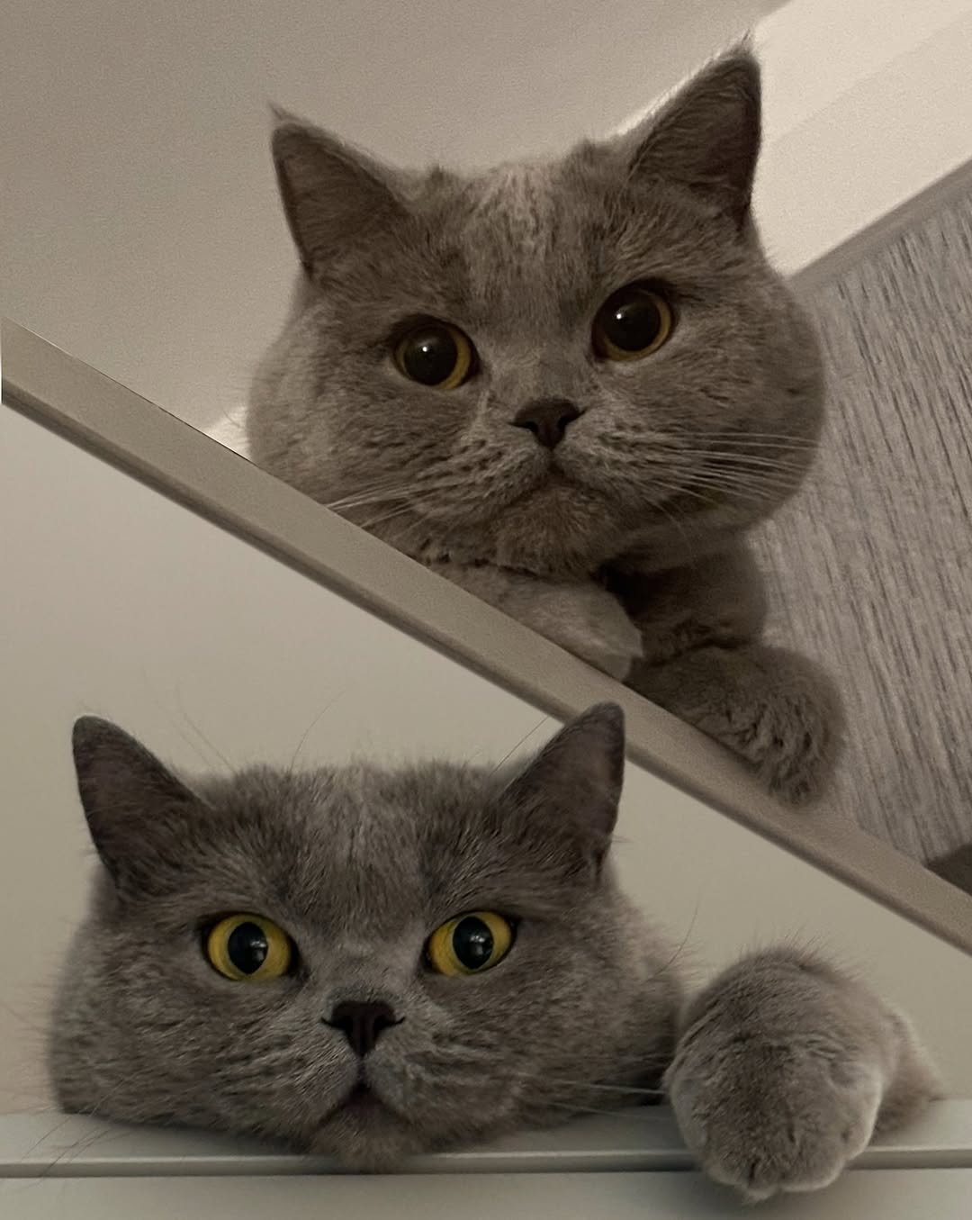 고양이, 반려동물