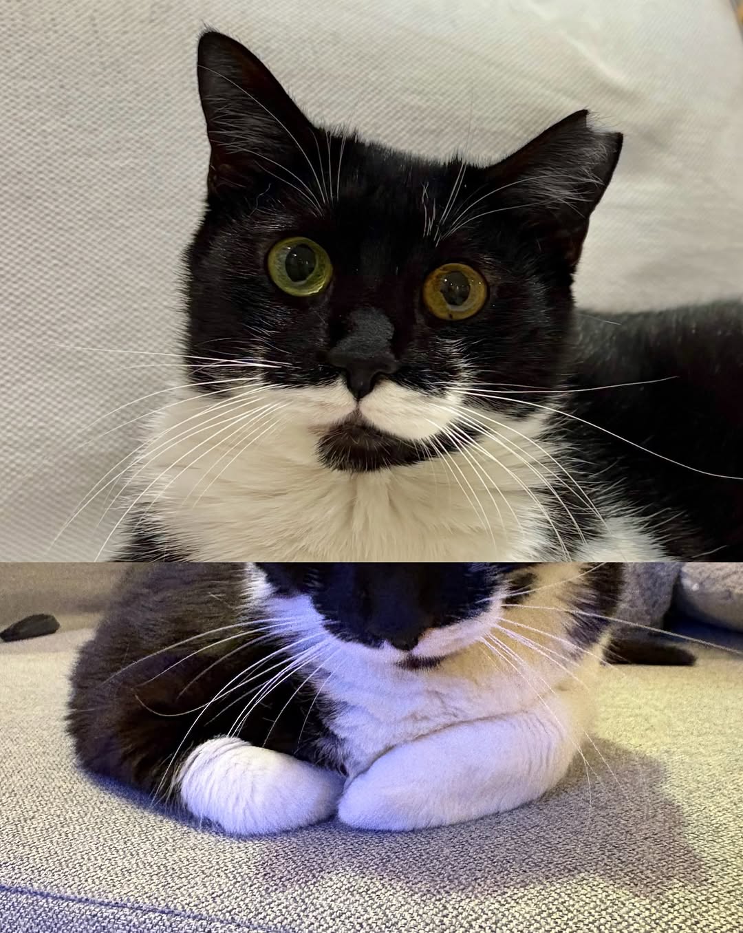고양이