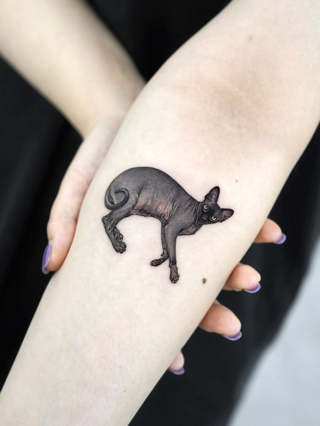 염소, 양, 돼지, 멧돼지, Animal, 여우, 너구리