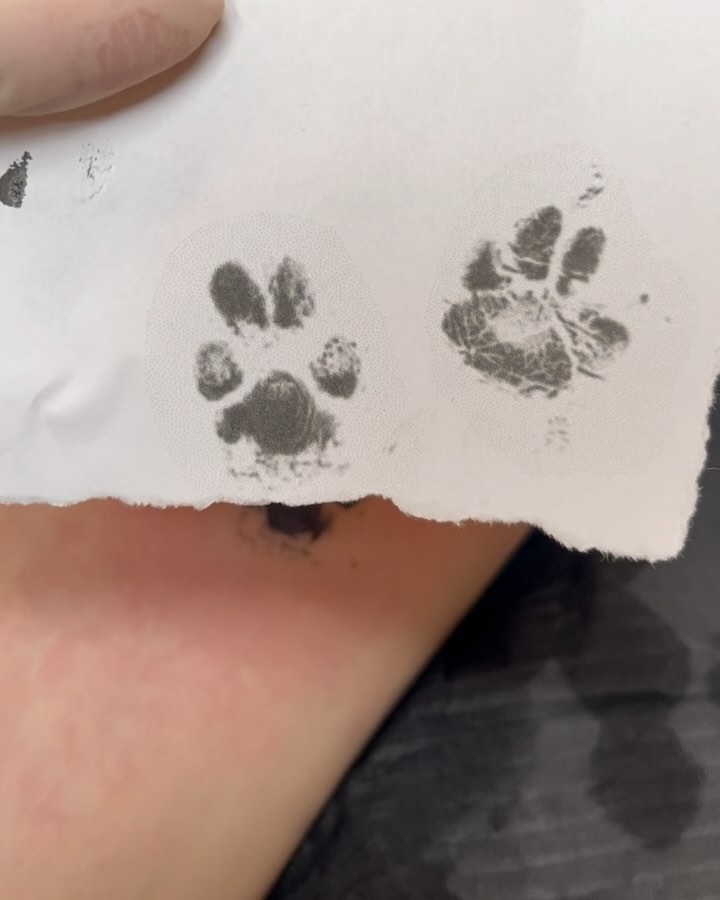 Animal, 발자국