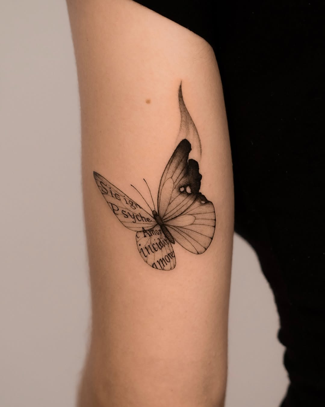 Animal, Nature, 나방
