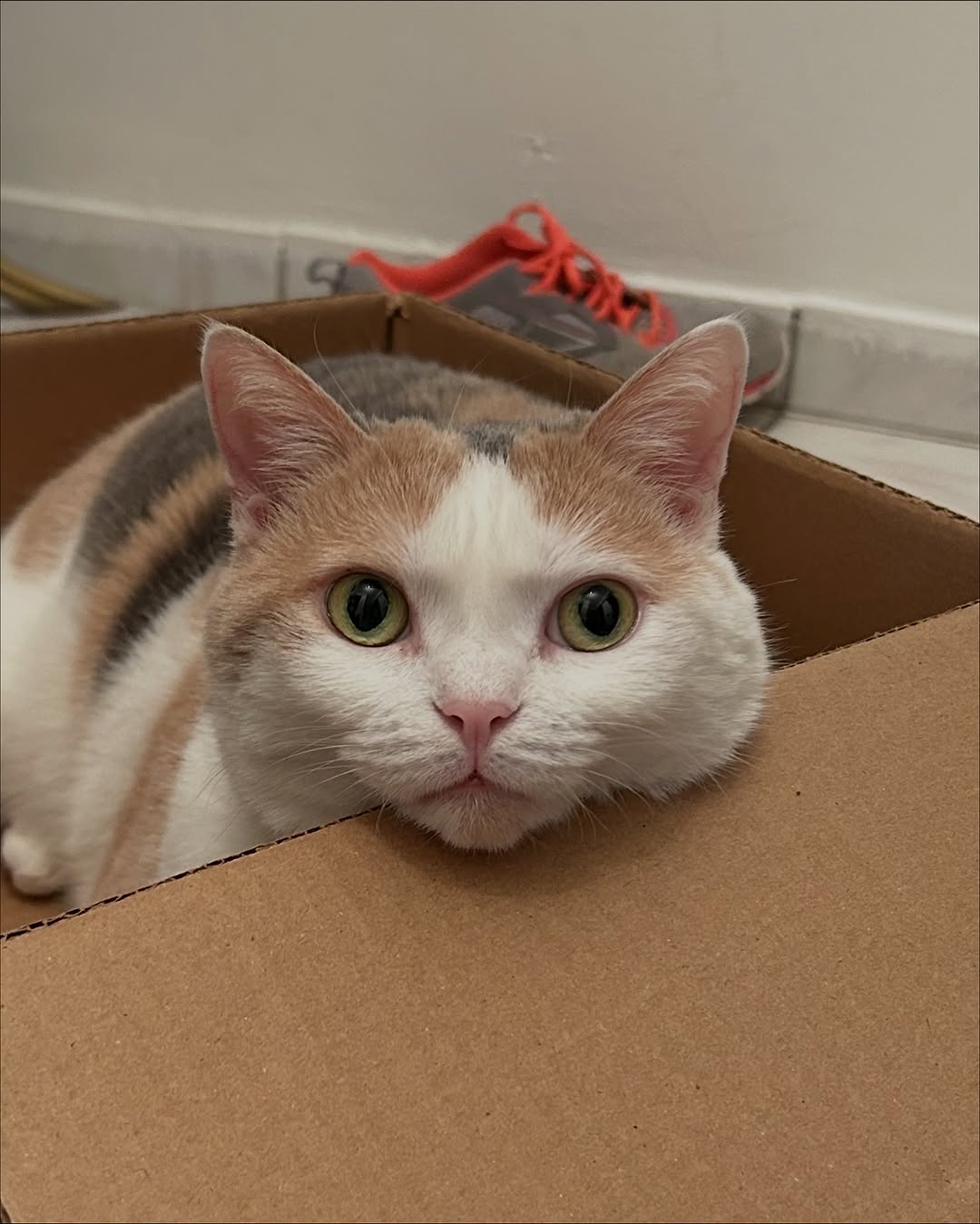 반려동물, 고양이