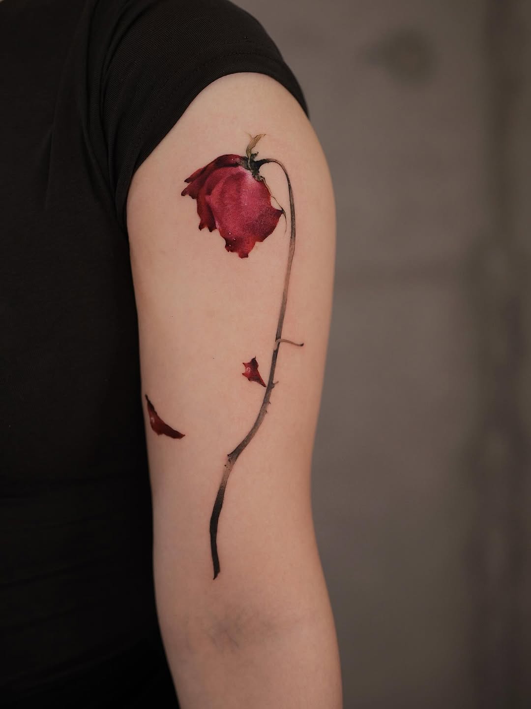 Flower, Rose, Nature