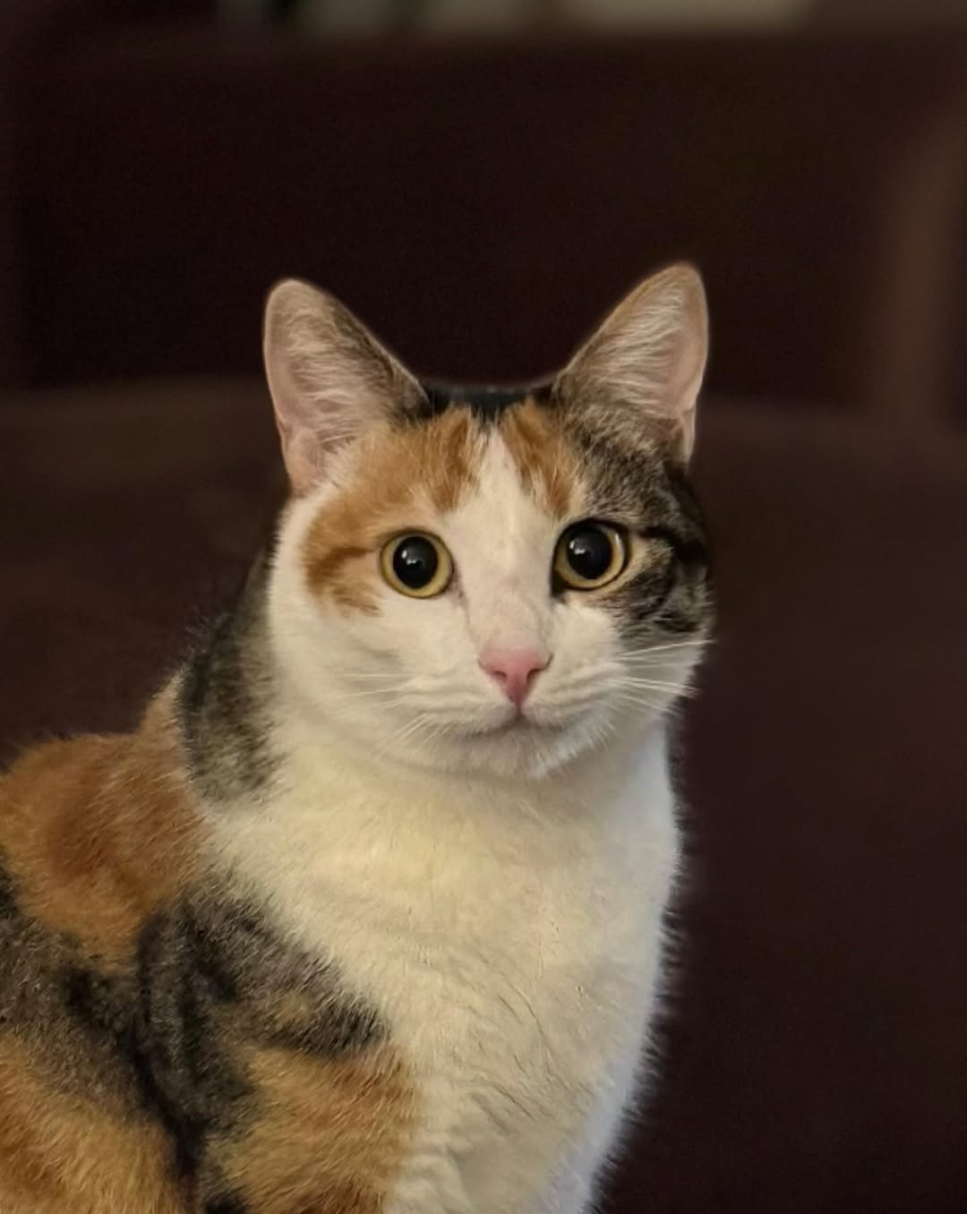 고양이