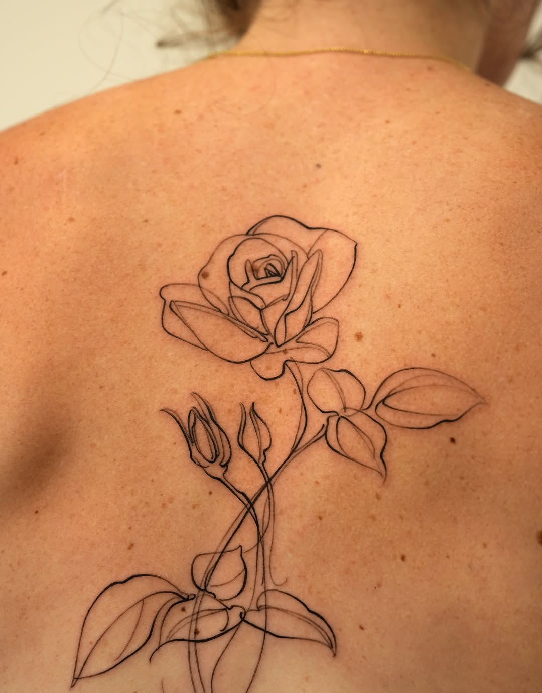Flower, Nature, Rose