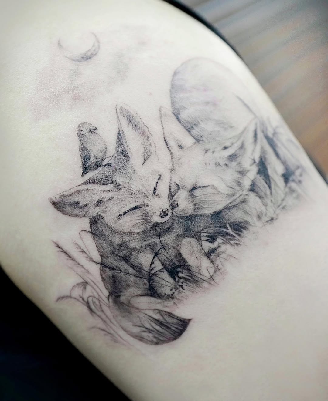 Animal, 여우