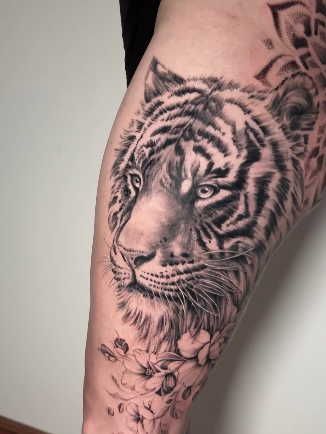 Tiger, 산호