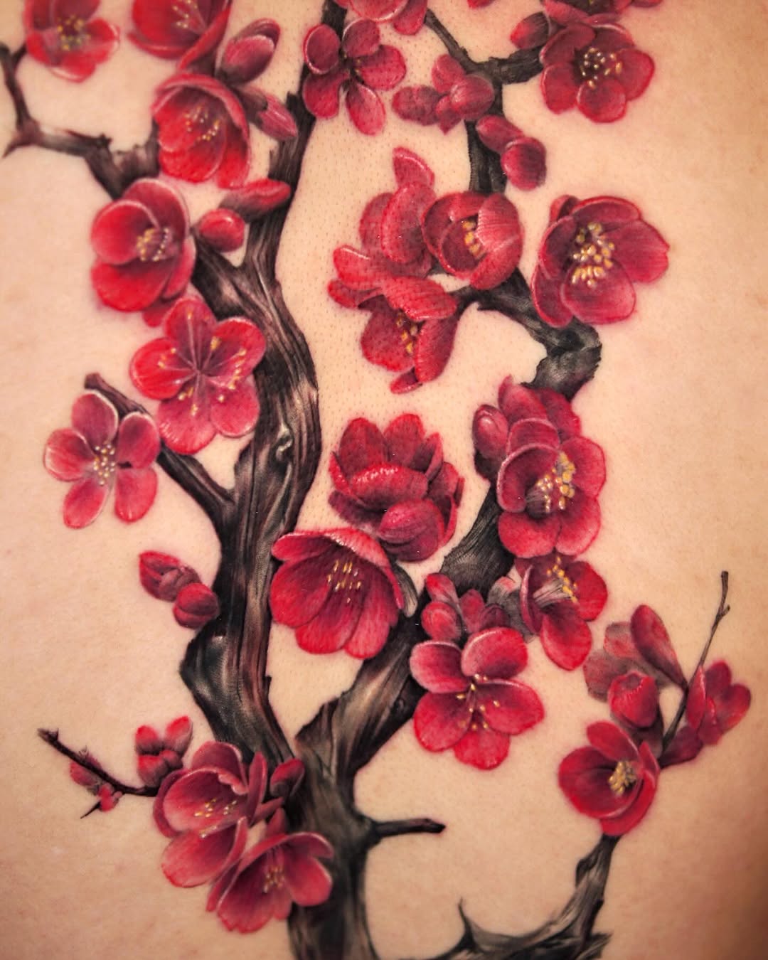 Flower, Nature, 벚꽃, 일본 단풍, 매화