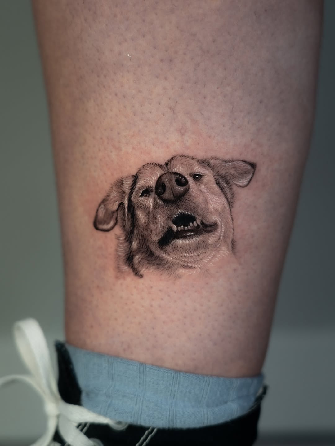 Animal