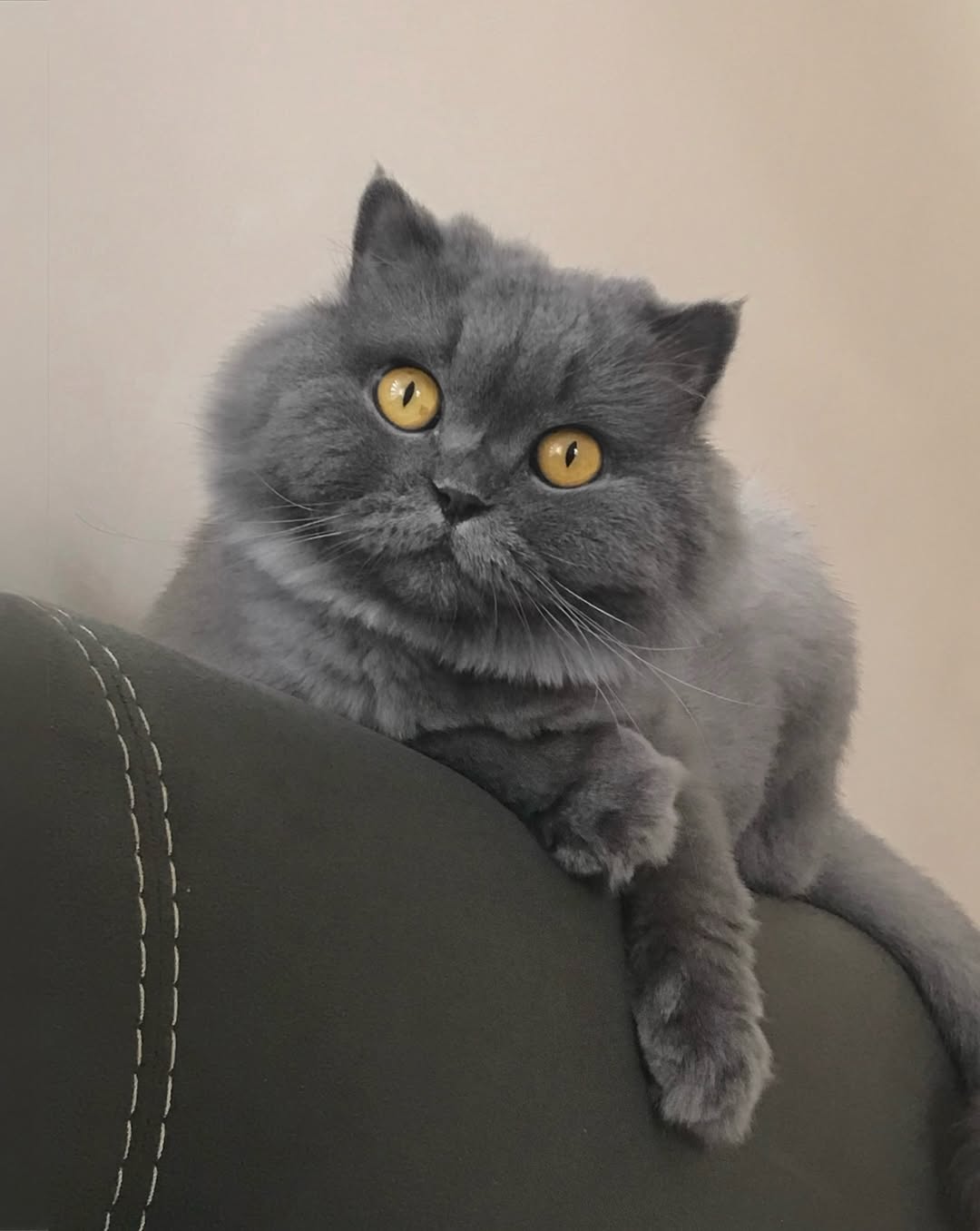 고양이, 반려동물