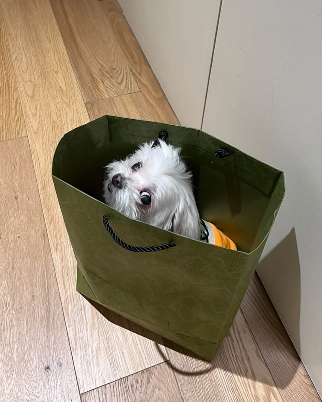 반려동물