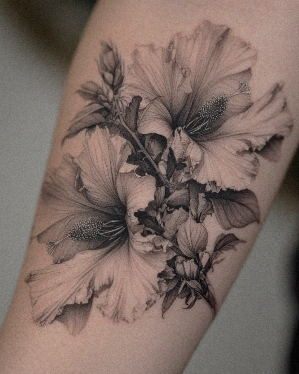 Flower, Nature, 히비스커스