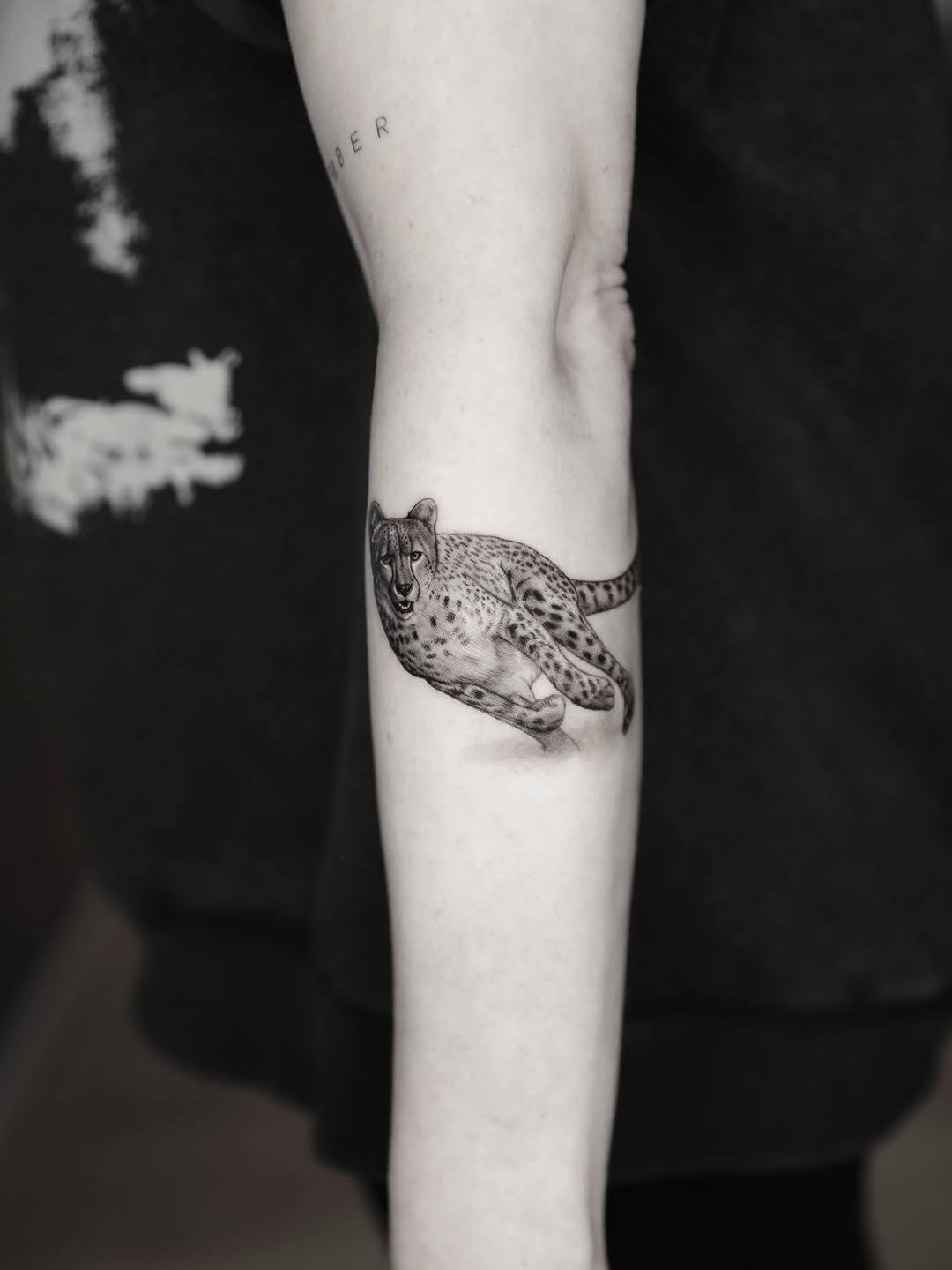 Animal, Tiger, 표범