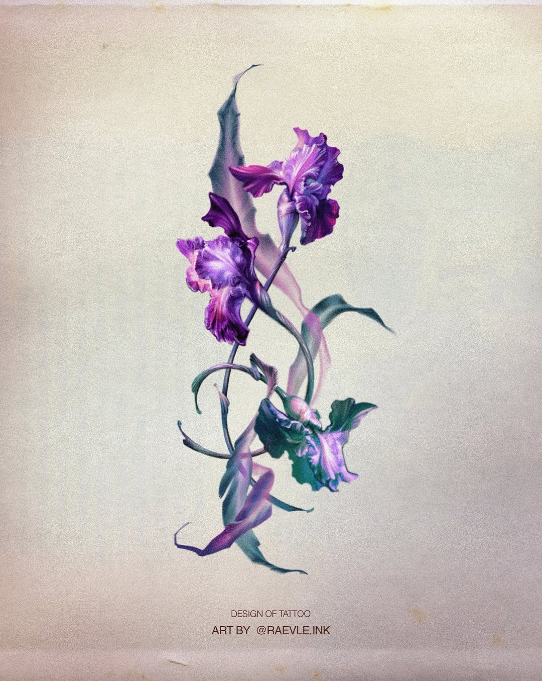 Flower, 아이리스, 난초, 백합, 튤립