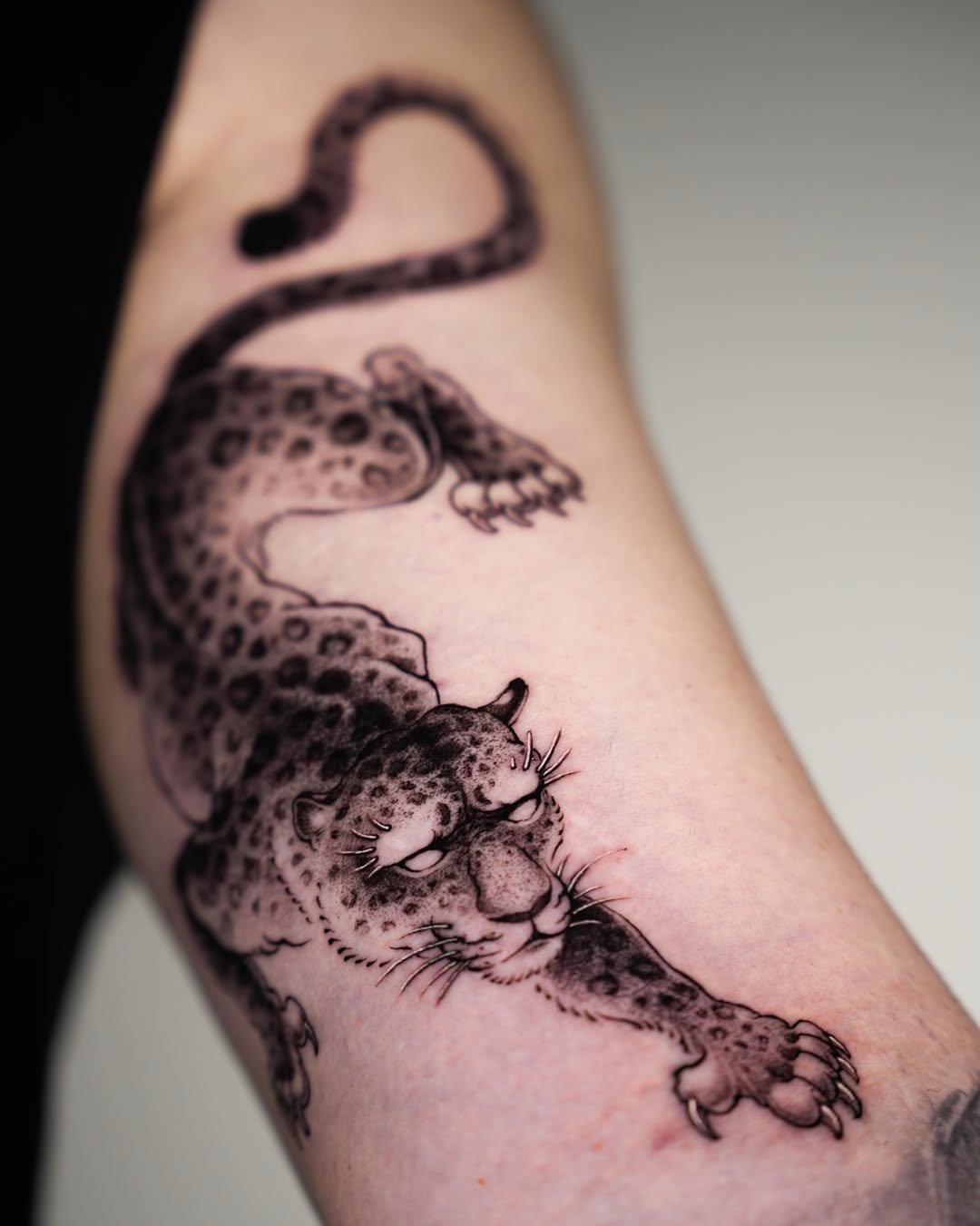Animal, Tiger, 표범, 치타