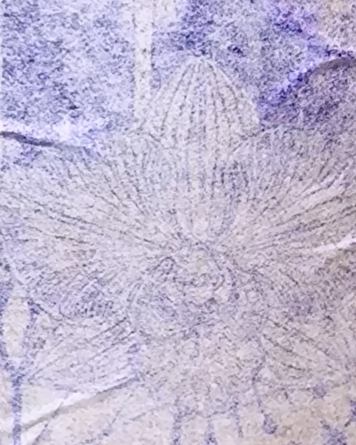 Flower, 난초
