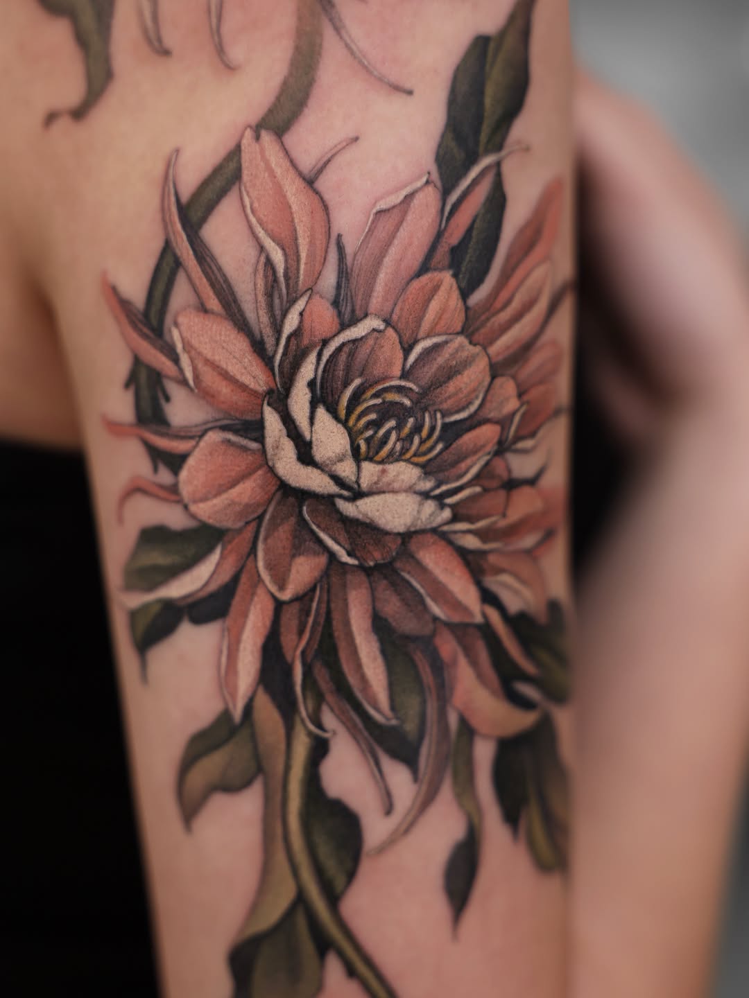 Flower, Rose, Nature