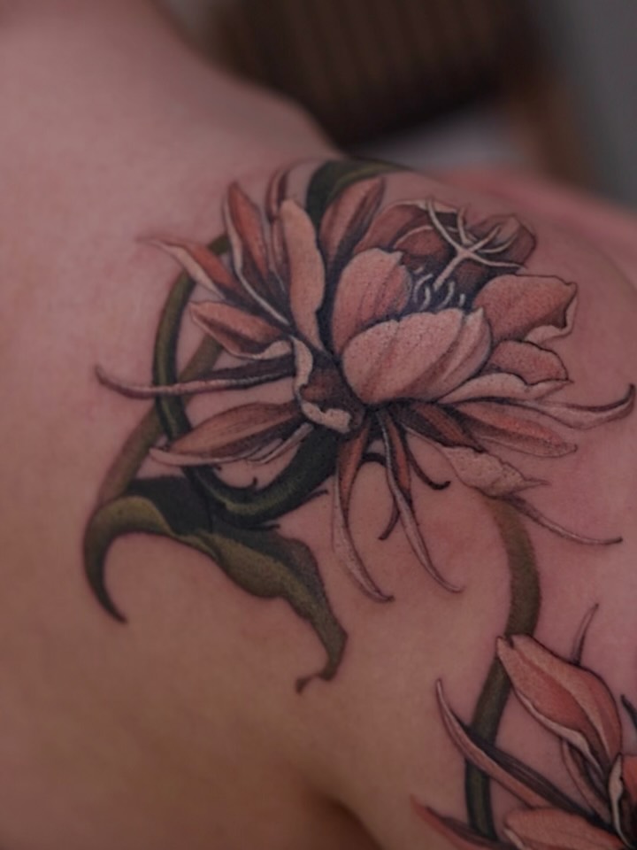 Flower, Rose, Nature