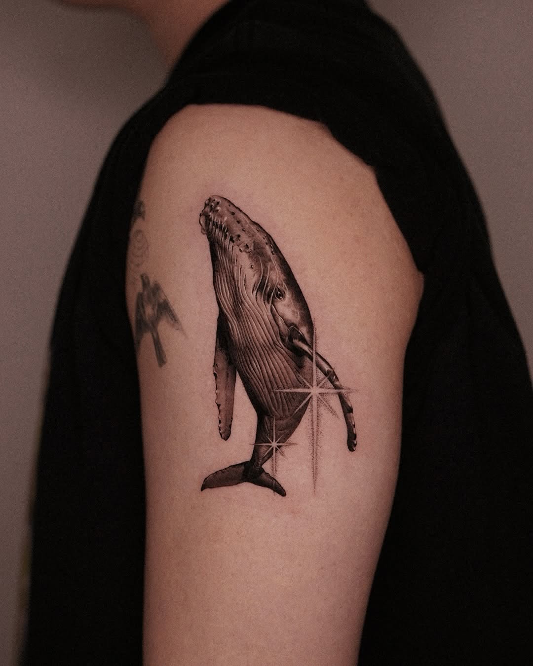 Nature, 돌고래, 고래, 상어, Animal