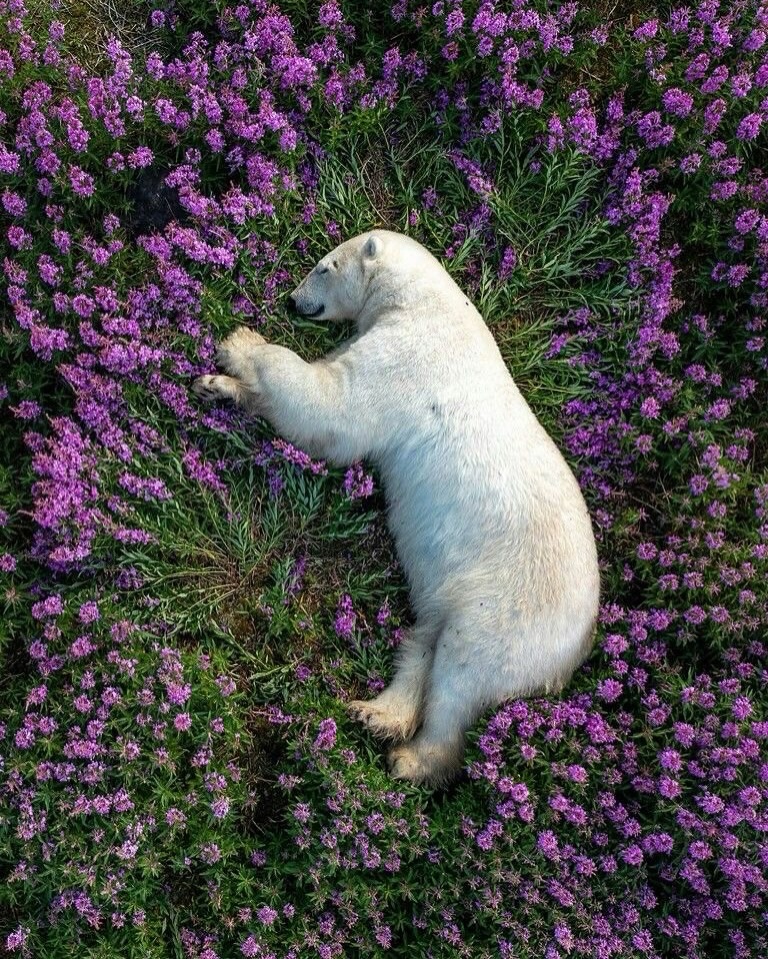 Animal