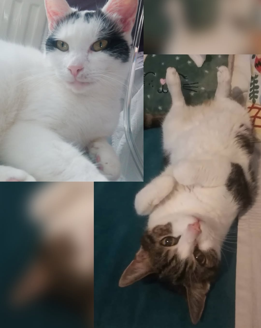 고양이