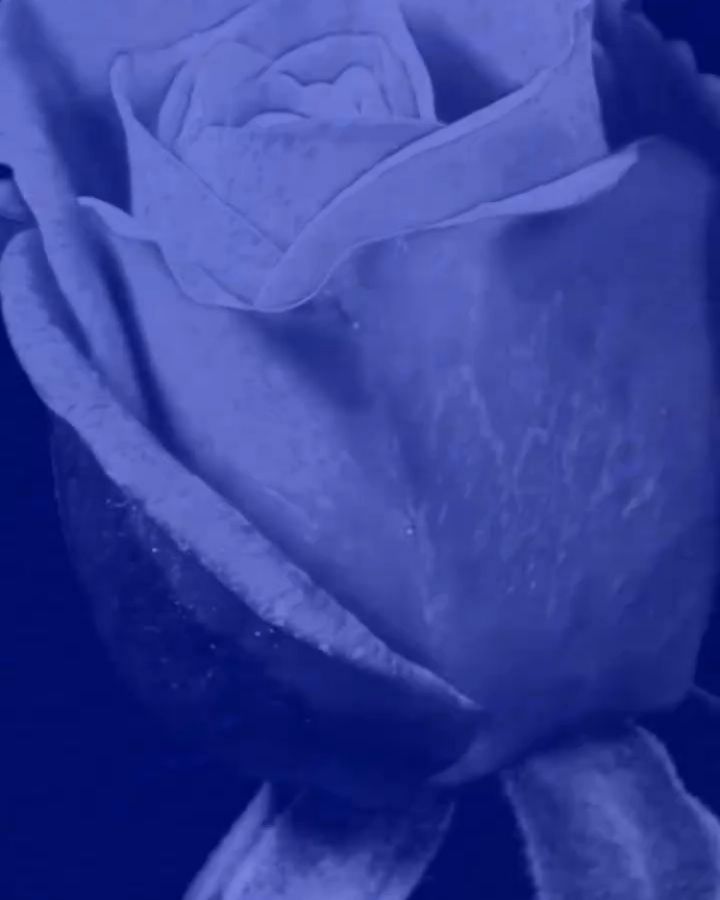 Antonio Sangre Blue
