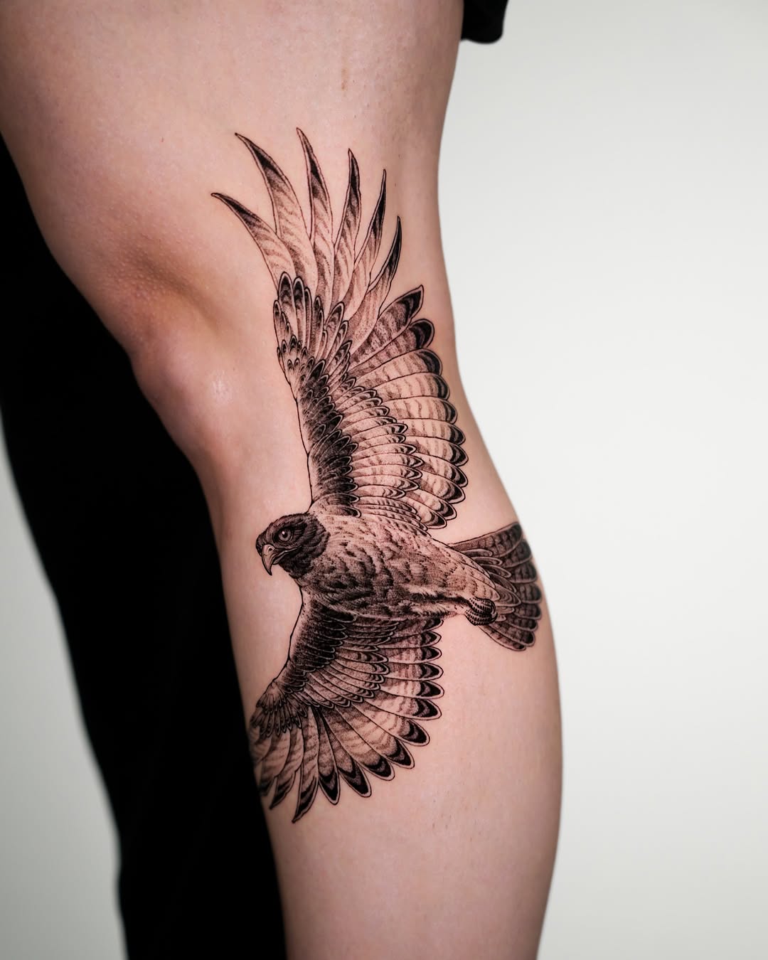 Animal, 매