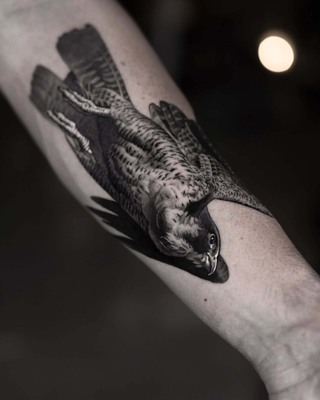 Animal