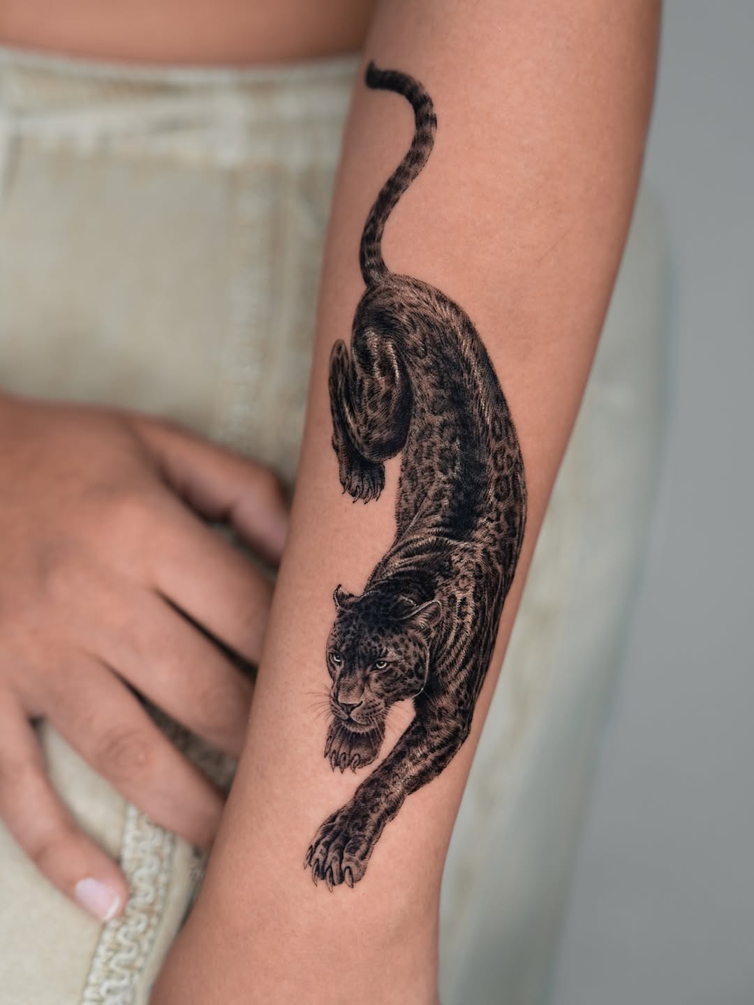 Animal, 표범, 재규어, 치타