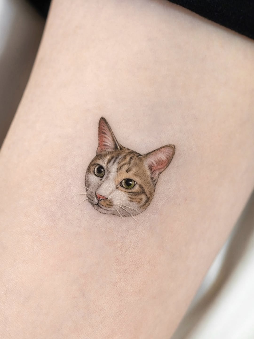 고양이