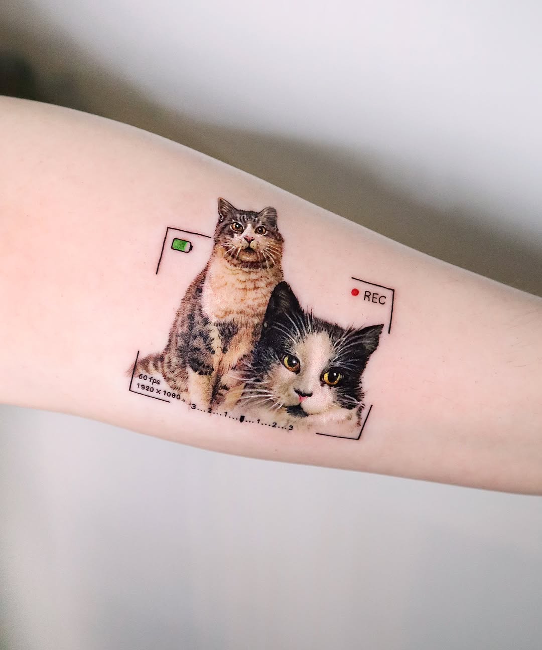 반려동물, 고양이
