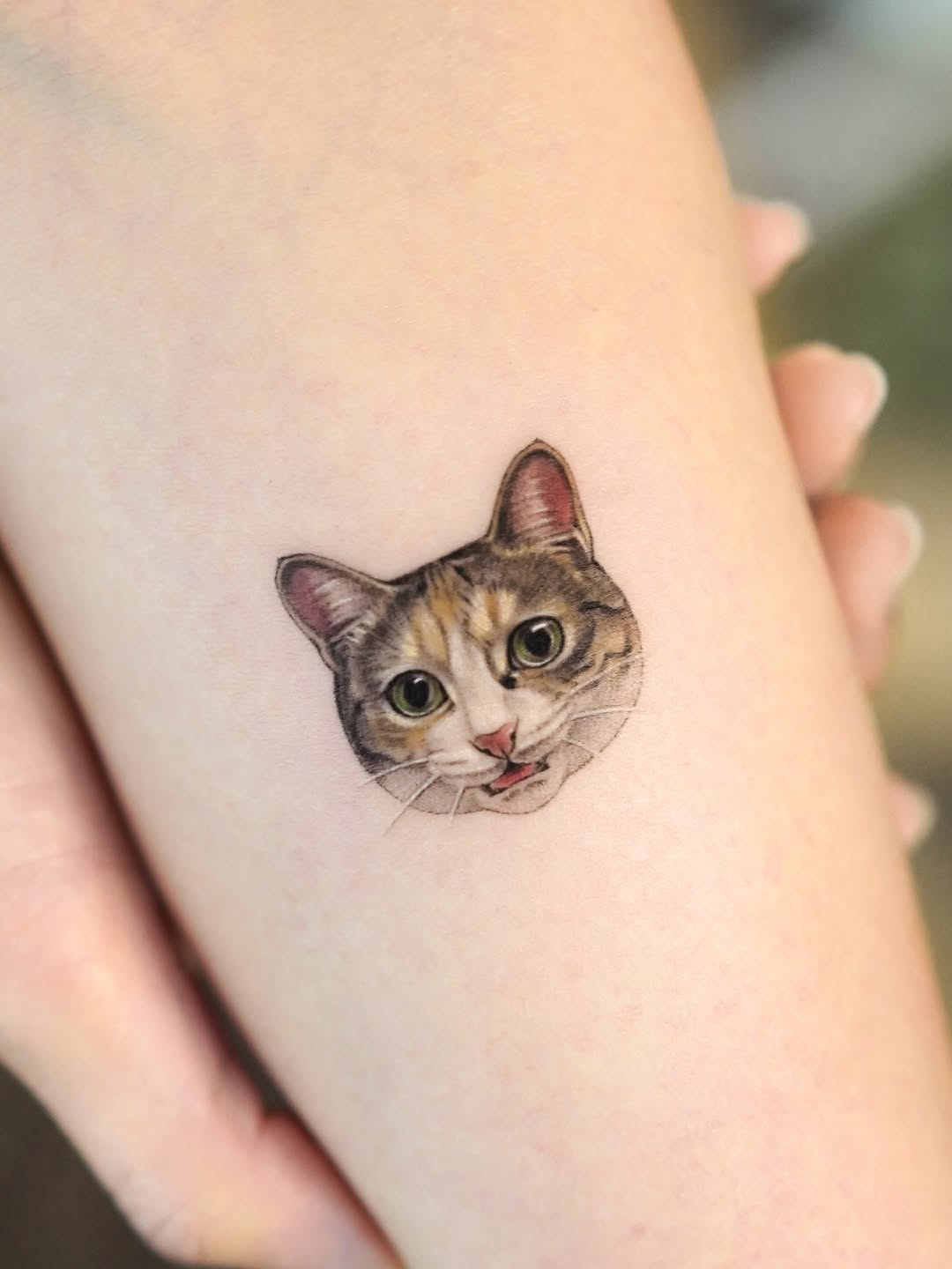 고양이