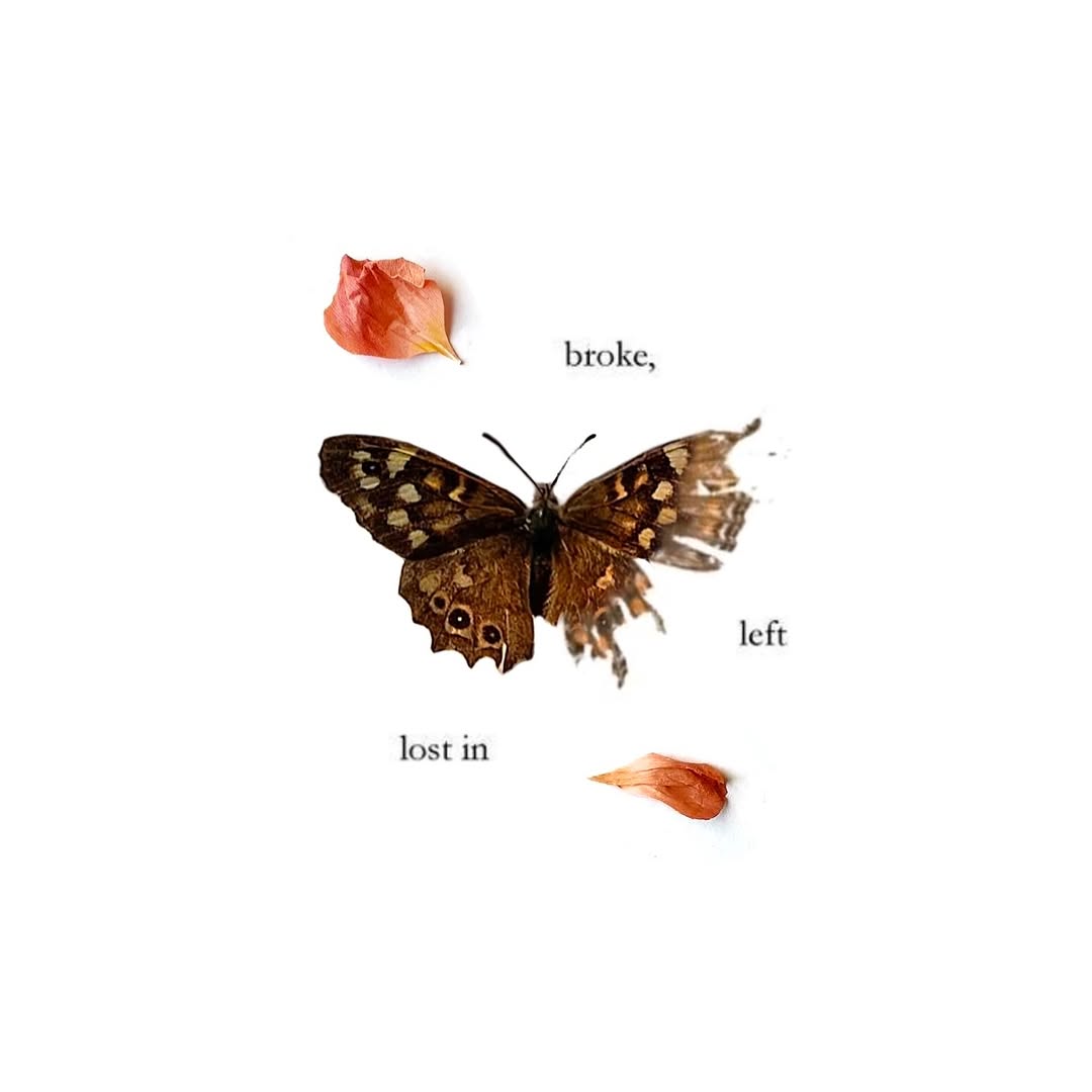 Animal, Nature, 나비, 동백꽃