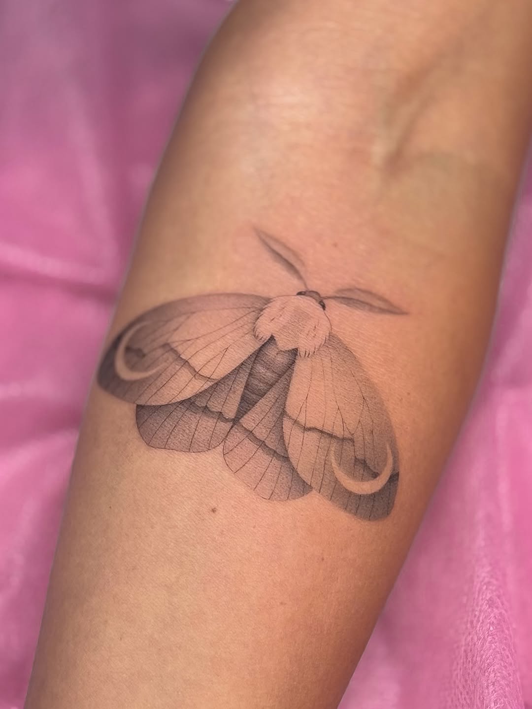 Animal, Nature, 나방