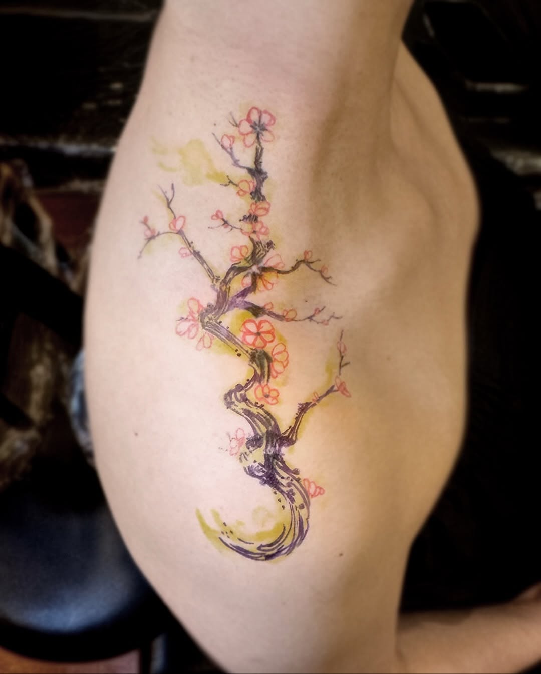 Flower, Nature, 일본 단풍, 벚꽃