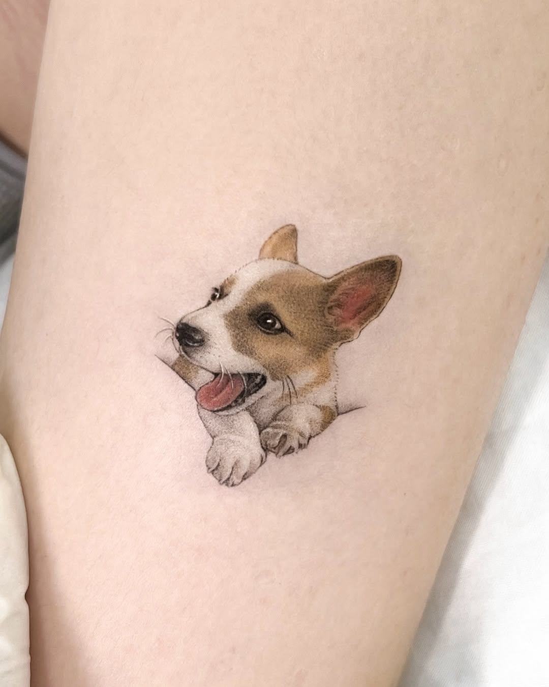 반려동물