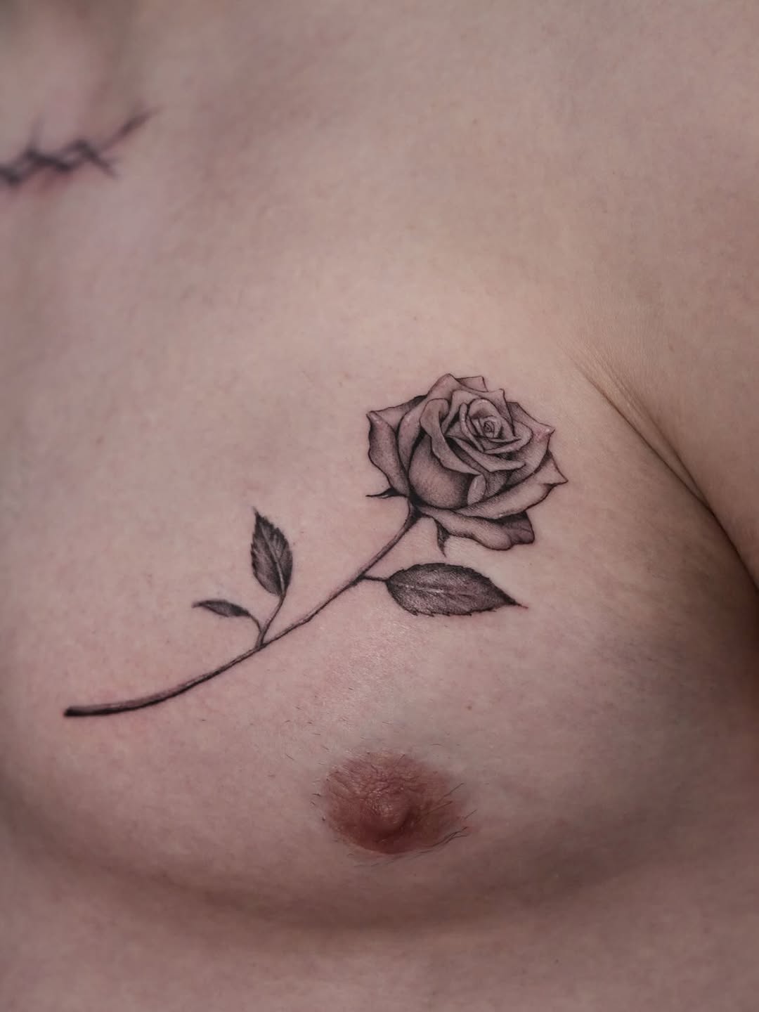 Flower, Rose, Nature