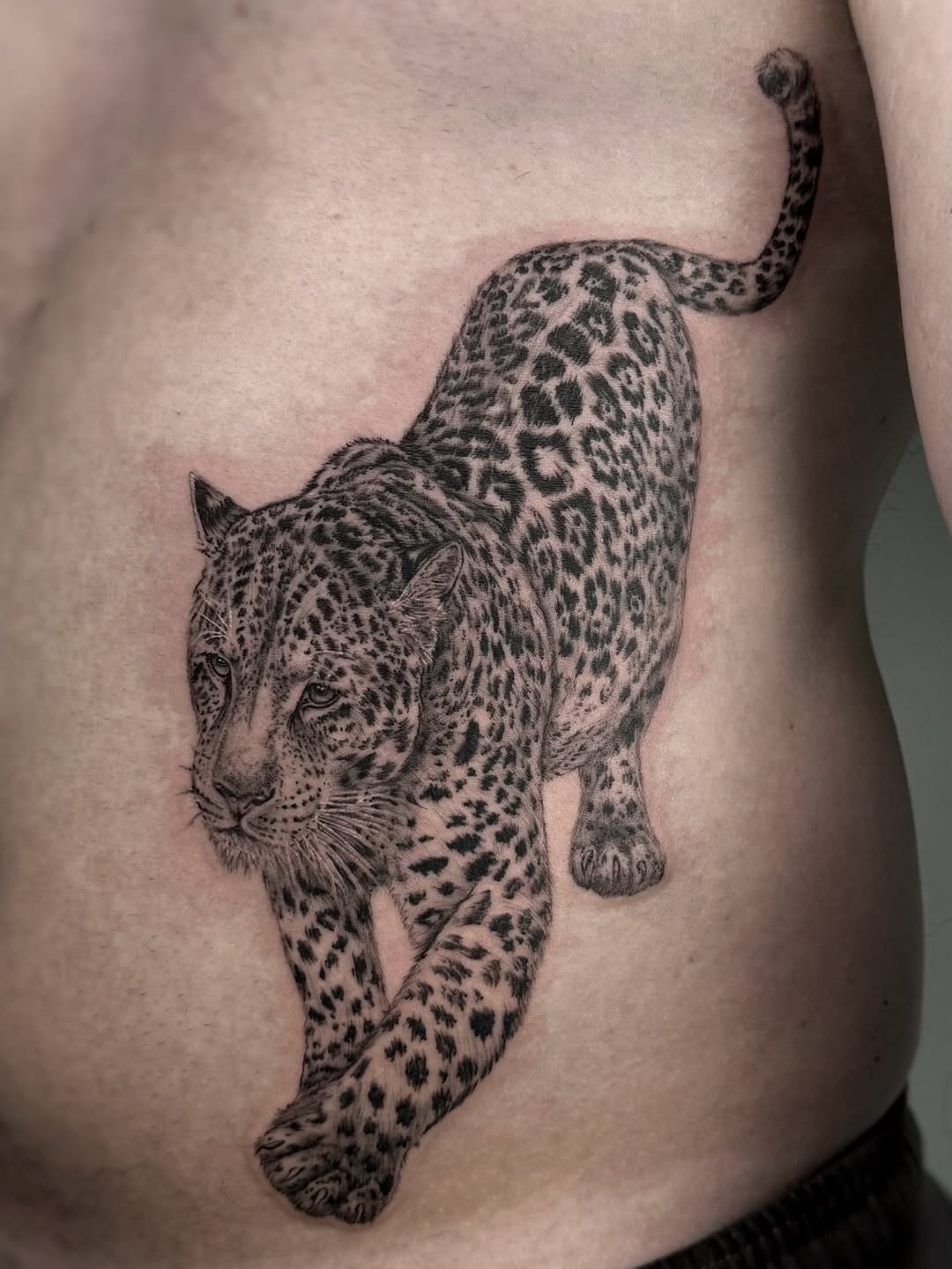 Animal, 표범, 재규어, 치타