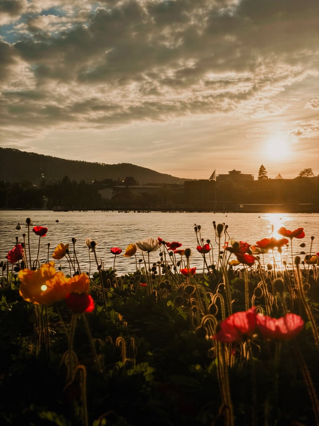 해바라기, Flower