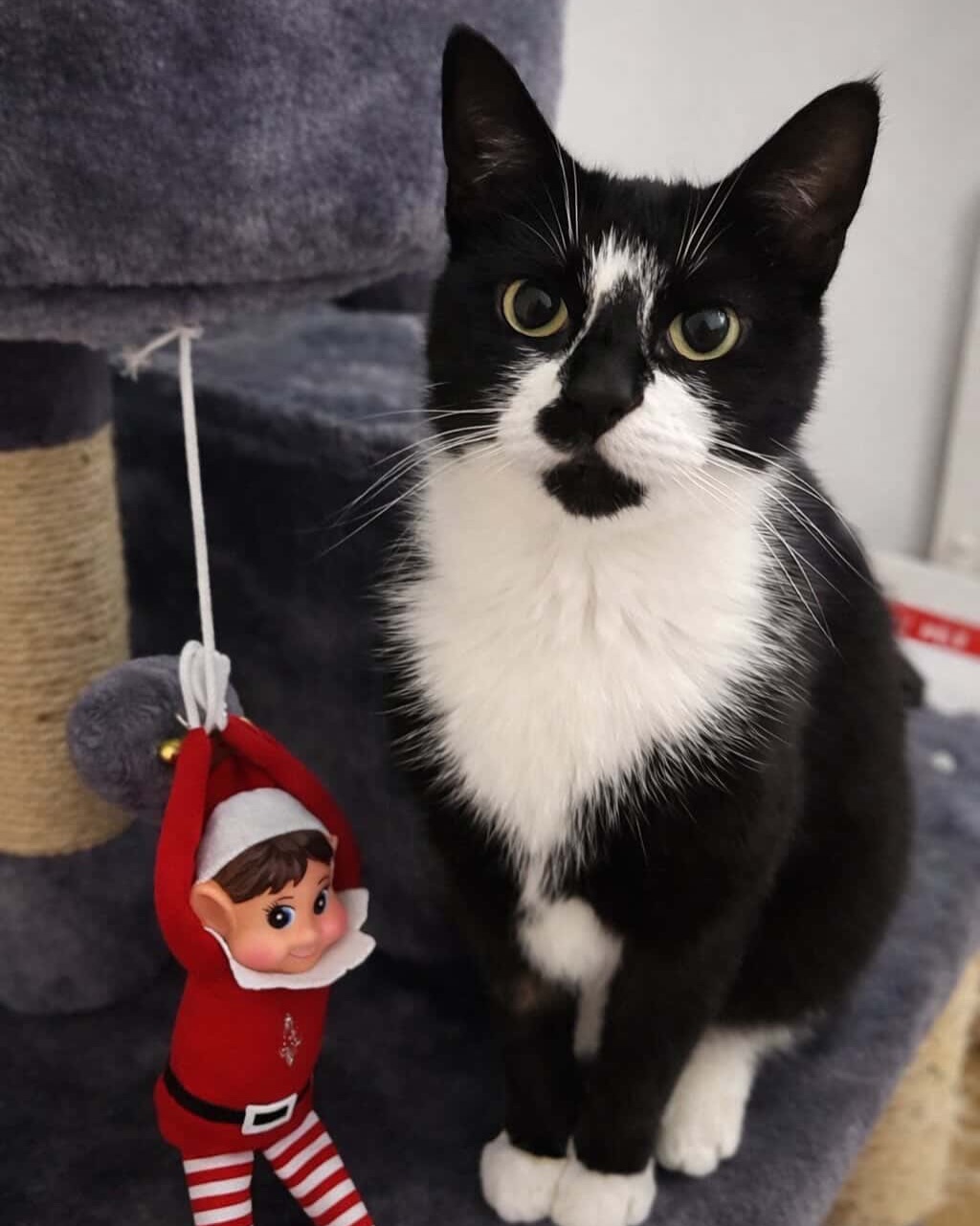 고양이