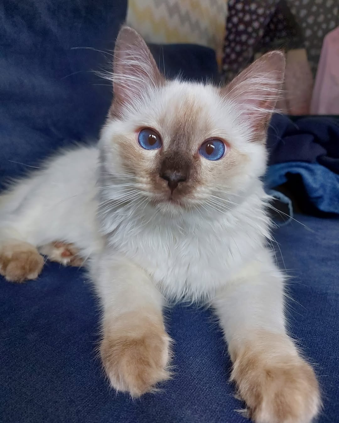 고양이, 반려동물